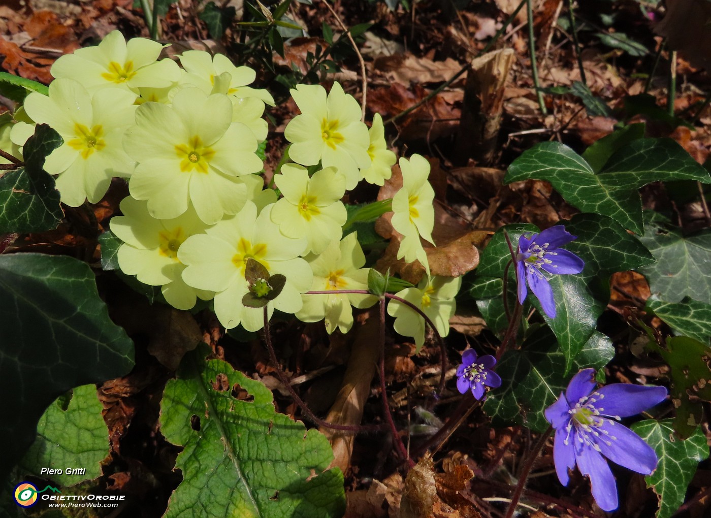 27 Primula vulgaris e Hepatica nobilis.JPG